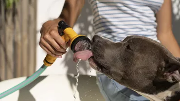 Canicula pune în pericol viața animalelor de companie. Medicii veterinari au lansat avertismente