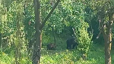 Mirosul prunelor coapte a ademenit o familie de urși. Animalele au dat iama în livezile buzoiene, provocând mari stricăciuni (VIDEO)