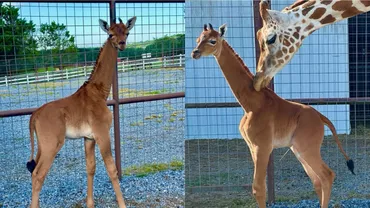 Singura girafă fără pete din lume, născută la un zoo din SUA / Ultima specie de acest gen a fost înregistrată în 1972