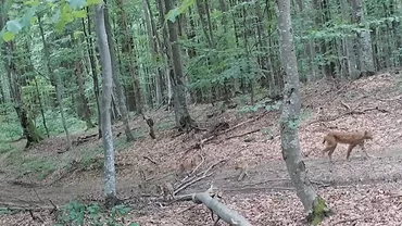 Imagini rare cu o mămică râs care și-a scos cei trei pui la plimbare, într-o pădure din Timiș (VIDEO)