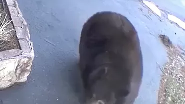 Un urs dat în urmărire după 21 de spargeri de locuințe a fost capturat în California / Ce se va întâmpla cu Hank the Tank