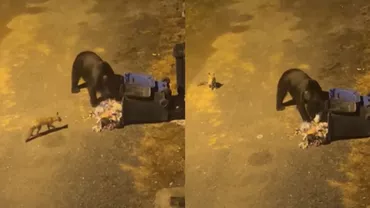 Cină romantică între un urs și o vulpe, în Păltiniș / Cele două animale și-au dat întâlnire la o pubelă de gunoi (VIDEO)