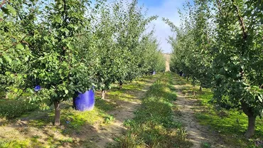 Culturile de piersici, cireşe şi roşii din România, grav afectate din cauza temperaturilor extreme / Climatologii avertizează că situaţia se va înrăutăţi tot mai mult în următorii ani