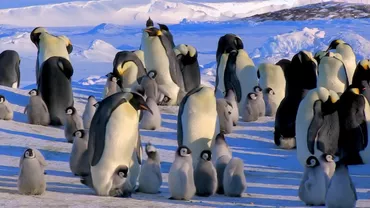 Mii de pinguini au murit, după ce gheața din Antarctica s-a topit, din cauza schimbărilor climatice