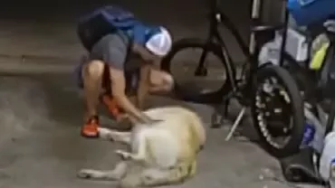 Un hoț de biciclete din SUA, oprit din furat de câine. Acesta nu l-a alungat, ci s-a jucat cu tâlharul