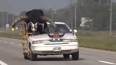 Taur uriaș, plimbat pe scaunul pasagerului unei mașini: „Credeau că o să fie ceva mic”(VIDEO)