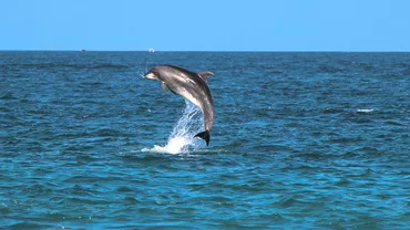 Delfinii din Florida prezintă leziuni cerebrale similare Alzheimer, spun cercetătorii. Care sunt implicațiile pentru oameni și mediu