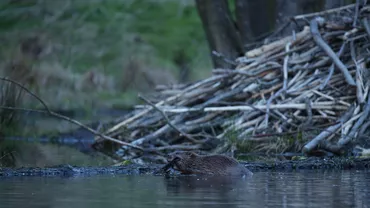 După peste 120 de ani de la dispariție, acest animal s-a întors în România: „În această primăvară am avut primii pui născuți în libertate”