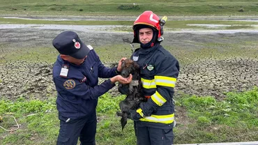 Un cățel a fost salvat cu câteva minute înainte de o tragedie, dintr-un iaz din Suceava. Un localnic a dat alarma  (FOTO)
