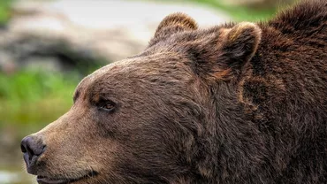 Un urs a fost văzut pe o stradă din Râmnicu Vâlcea / A fost emis mesaj Ro-Alert