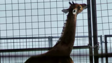 Singura girafă fără pete din lume a fost botezată! Ce nume a primit exemplarul unicat (FOTO)