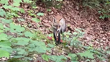 Ce animal sălbatic a fotografiat un ieșean într-un parc din oraș / A crezut că nu vede bine