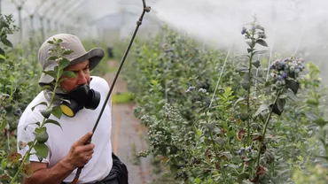 Insecticide vs insecte: cum combat agricultorii dăunătorii care amenință recoltele?