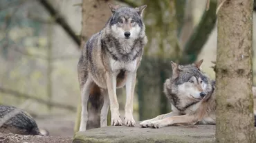 Primul hibrid lup-câine, descoperit în Carpații Meridionali: „Este un fenomen rar întânit în România”