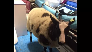 Oaia Lambi a fost furată de la Grădina Zoologică și găsită în portbagajul mașinii unui român: „N-a luat-o ca să o mângâie”