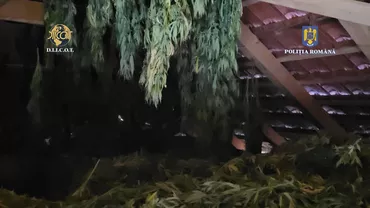 Plantație ilegală de canabis de peste 3.000 metri pătrați, descoperită în Timiș