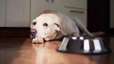 Labrador furat și ucis de un bărbat din Maramureș. Câinele era salvarea copiiilor bolnavi