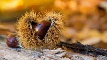 Castanele, superalimentul toamnei. Ce beneficii aduc și cum le poți prepara