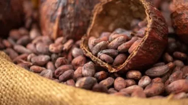 Preţurile la cacao, în scădere pe fondul prognozelor de ploi în principalele ţări producătoare