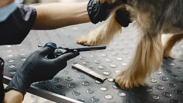 Ce salariu încasează un frizer canin în România în 2023. Meseria este la mare căutare / Peste 30.000 de posturi vacante