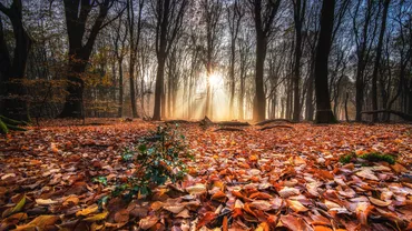 Ploi puternice şi temperaturi neobişnuite în următoarele patru săptămâni. Prognoza meteo 23 octombrie - 20 noiembrie 2023