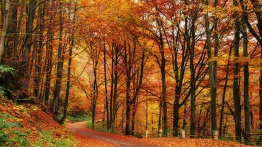 Temperaturi neobişnuite la sfârșit de toamnă. Prognoza meteo pentru următoarele patru săptămâni