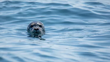 Inundațiile masive din New York au făcut ravagii. Un leu de mare a evadat de la grădina zoologică Central Park