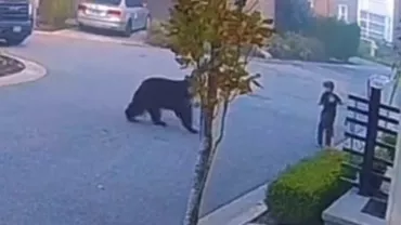 Momentul terifiant în care un urs se apropie de un copil. Cum a reacționat acesta pentru a oprit animalul