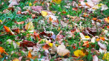 Vremea în România, sâmbătă: vânt puternic și contrast termic