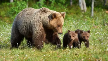 Alba: O ursoaică, însoțită de doi pui, a rămas blocată într-un gard de sârmă / Animalul a fost tranchilizat