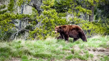 Doi turiști au sfârșit tragic, după ce au fost atacați de un urs grizzly / Animalul a fost eutanasiat