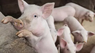 Porcii de Crăciun vor putea fi vânduţi, din nou, în pieţe. Românii vor fi obligaţi să ia, însă, măsuri stricte de siguranţă alimentară