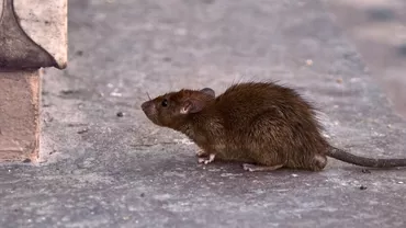 Cum să scapi rapid și eficient de șoareci și șobolani! Metode 100% naturale care țin rozătoarele departe de casă