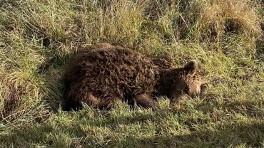 Un nou urs a fost accidentat mortal în județul Covasna. Animalul a fost transportat pentru incinerare la o unitate autorizată