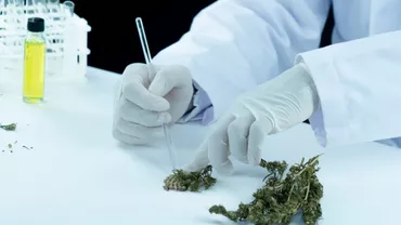 În SUA, numărul celor care consumă canabis zilnic l-a depăşit pentru prima oară pe cel al consumatorilor zilnici de alcool