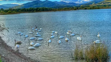 Gripa aviară a ucis mai multe lebede de pe lacul din parcul IOR, din București. „Sunt sensibile pasările de baltă, pasările de lac”