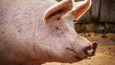 A fost detectat primul caz de gripa aviară la un porc din Statele Unite. Ce au declarat autoritățile