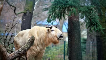De ce este nevoie de un sistem de camere de supraveghere într-o grădină zoologică?