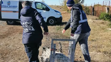 Peste 2.000 de câini vagabonzi au fost ridicaţi anul acesta din București