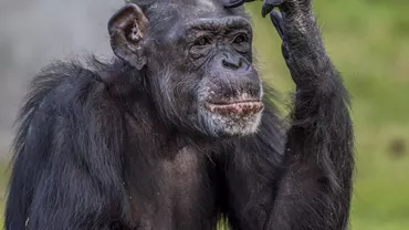 Cimpanzeii își recunosc prietenii pe care nu i-au mai văzut de zeci de ani, conform unei noi cercetări