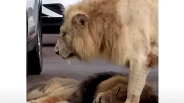 Un leu obosit a adormit pe drum, în Africa de Sud. Traficul a fost blocat de animalul sălbatic