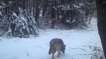 Imagini spectaculoase: Lupi filmați în mediul natural, într-o pădure din Munții Apuseni (VIDEO)