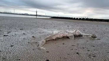 Creatură ciudată, de mari dimensiuni, descoperită pe o plajă din Marea Britanie: „M-am întrebat imediat ce e, pentru că părea destul de mare”