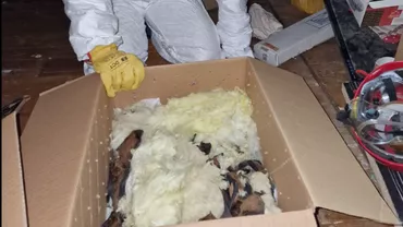 Colonie de lilieci descoperită în podul unei case din Suceava. Proprietarii au găsit peste 3.000 de exemplare