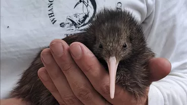 Noua Zeelandă a deschis primul spital dedicat păsărilor kiwi, o specie endemică