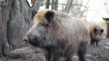 Urșii sunt în număr mare în stațiunile de la munte, pe Litoral turiștii au dat nas în nas cu un alt animal sălbatic