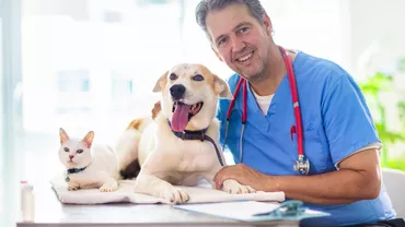 5 urgențe medicale ale animalelor de companie pentru care trebuie să mergi urgent la veterinar