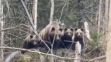 Imagini rare: Reacția unei ursoaice cu pui când vede un om în habitatul ei natural (VIDEO)