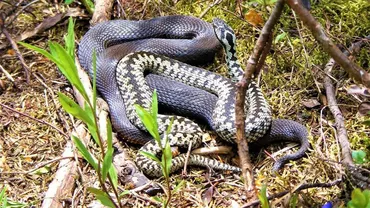 Care sunt semnele mușcăturii de viperă. Sfaturi pentru cei care întâlnesc șerpi de munte. Ce nu trebuie să faci