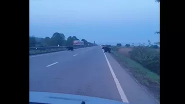 Doi urși, filmaţi în timp ce traversează un drum național, în judeţul Mureş (VIDEO)